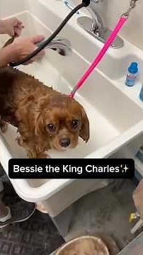King Charles Cavalier Grooming Transformation 🐾✨
