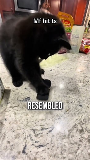 This Cat Showed Unexpected Skill With a Fingerboard