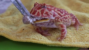 Pacman Grenouille, Grenouilles