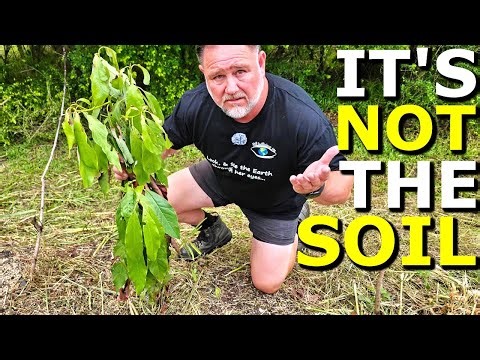 Why Avocado Trees Die Even in GOOD Soil