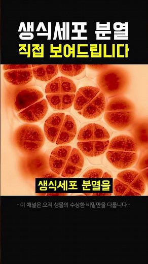 순간포착!! 생식세포의 이상한 세포분열 ㄷㄷ #과학 #실험 #생물학