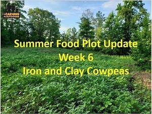 Summer food plot update week 6: Iron and Clay Cowpeas