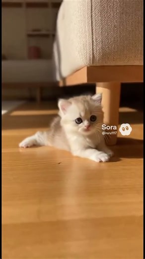 Kitten miscalculates a jump and freezes in embarrassment 😳🐾