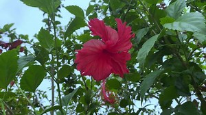 beautiful and colorful roses