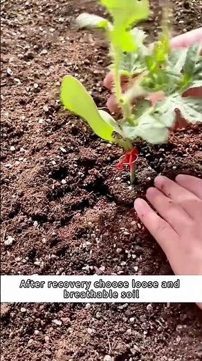 Watermelon Growing for Beginners: Start with THESE Seedlings! 🍉