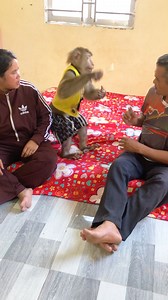 187K views · 2K reactions | Handsome Jason Won't Let Dad Comb Fur Instead Of Mom | Monkey Jason | Facebook