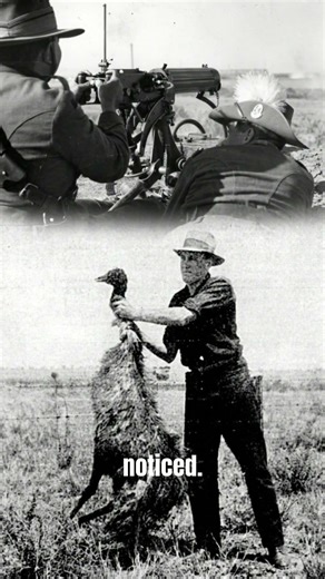 Emu War: When Australia Sent Soldiers… and the Emus Won
