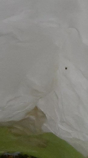 5.3K views · 16 reactions | Brukar inte köpa från zoo.se. men de hade nedsatt pris på foder. Fick man bita i sura äpplet. Så mycket ohyra, orkar bara inte hålla på frysa in alla kilon i flera dagar. Förhoppningsvis går det som reklamation. Men om fler köpt från zoo.se. även om ni inte ser ohyra frys in ändå om ni kan. Så kör mycket jag hade lär det va spritt till flera säckar som stått nära på lagret. | Zickan's rattery | Facebook