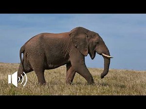 IL VERSO DELL' ELEFANTE | ELEPHANT SOUND | ASMR 4K 😨