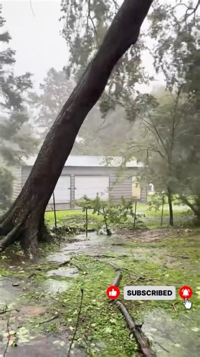 Massive Trees Falling Caught on Camera! 🌳📸 #shorts