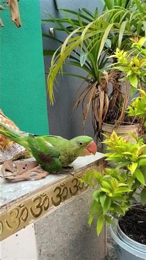 cute parrot #shorts #youtubeshorts #short #youtube #parrot #birdsounds #mitsubishi #love #cute