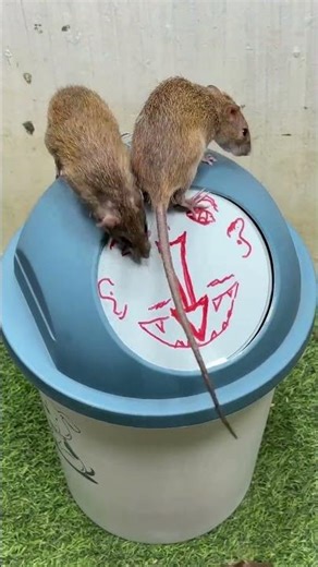 Rat Problem? Try This DIY Trap Today! RNC Rodent