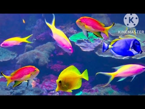 Unlock the Secrets of Marine Life: Anthias, Tangs, and More in This Breathtaking Aquarium