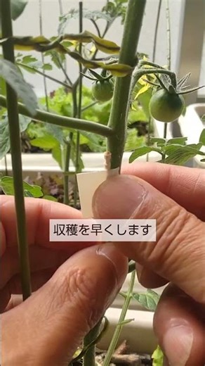 5/8【ミニトマト】茎の修復 折れた茎は こうして修復をして 実を早く大きくして収穫を早くします