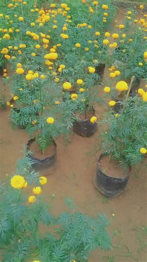 Growing Marigold from Daspethiya Seeds