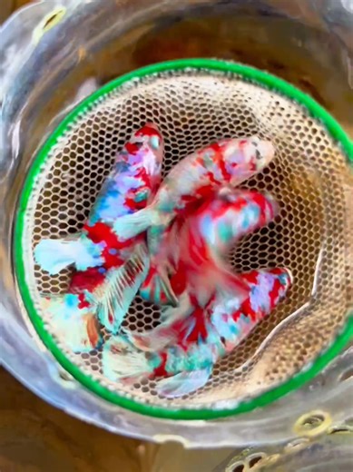 under 25k kebawah bgttt #saharaid #bettafish #fypage #grosir #cupang