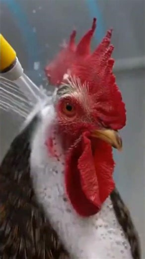Dirty Chicken Gets a Full Auto-Wash – The Transformation Is Amazing! 🐓✨