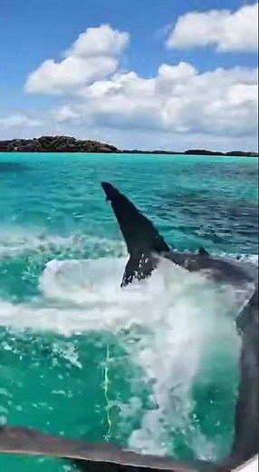Giant Shark Explodes Out of the Water