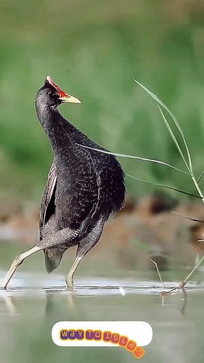 16K views · 1.4K reactions | Kuffar 12 Reasons Why Reading Books...