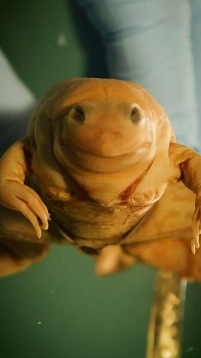 Paradox Frog - Half Frog and Half Tadpole