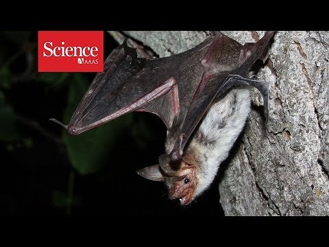 Why do bats crash into smooth surfaces? They never ‘see’ them