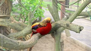 A golden pheasant, Chrysolophus pictus or red golden pheasant, sits on a tree and looks around
