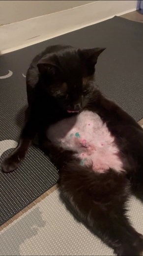 Ex stray kitty after her spay surgery, we’re so happy to have her as part as the family. Hoping for fast smooth recovery.🤞🏼🐈‍⬛🖤#s#strayr#rescues#spayandneuterc#catdistributionsystems#secondchancel#loveanimals❤️🐾a#animallovev#voidcatf#funnycatr#recoverys#surgerys#surgerytiktokc#catsurgeryc#catsurgeryrecoverys#soulcats#soulpetc#catc#cutew#wholesomel#lovep#petn#newfamilyn#newfamilymembers#smoothrecoveryp#pethealths#strayc#cathealthandwellbeingp#petsurgeryp#petlove