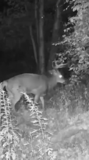 Late-night visitor has arrived 👀 🎥 (suburbancreek/IG) | Code Blue Scents