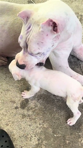 35-day-old male Dogo Argentino puppy. He has a very fierce personality. #kingcharles #pets