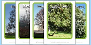 Trees Display Photos