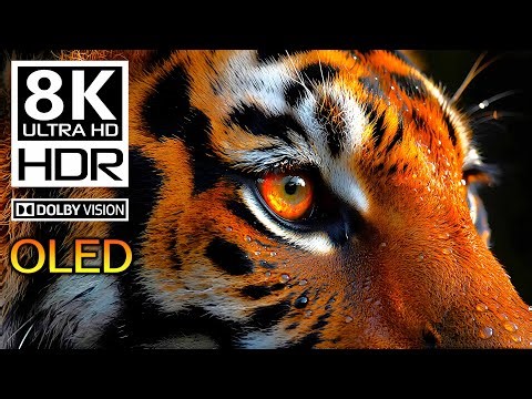 WONDERLAND 🦁 ANIMAL BEAUTY IN 8K HDR 60FPS DOLBY VISION 🌿