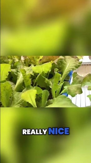 Ruby Red Lettuce Time to Cut & Plant Something NEW!