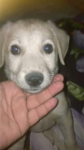 #music #remix #cat #song