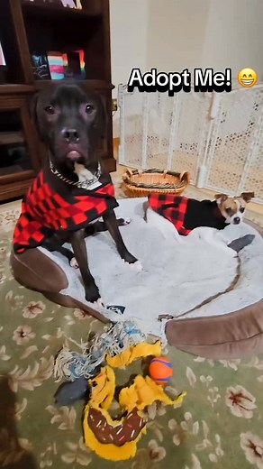 🎄🐶 MAURICE wants to know what you think of his new holiday attire!🎅 This sweet, handsome boy has been in foster care for so long. How amazing would it be if he could spend this Christmas with his forever family?? 🥰🙏🏻🏡 🐕‍🦺 Apply today to save a life! Visit Maurice’s page to read more about him or to complete an adoption application: https://www.wagtopia.com/search/pet?id=1655305&name=Maurice - Beauty and the Beast litter 📍Current location: foster home in Leesport PA 19533 www.charliescr