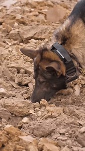 Tracking like a champion? Check out our power tracking course at shieldk9online.com #dogtraining #dogtrainer #trackingdog | Shield-K9 Dog Training