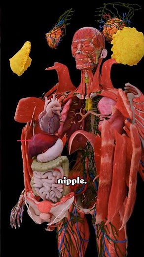 Milk Production How Milk Is Made ♀️✨