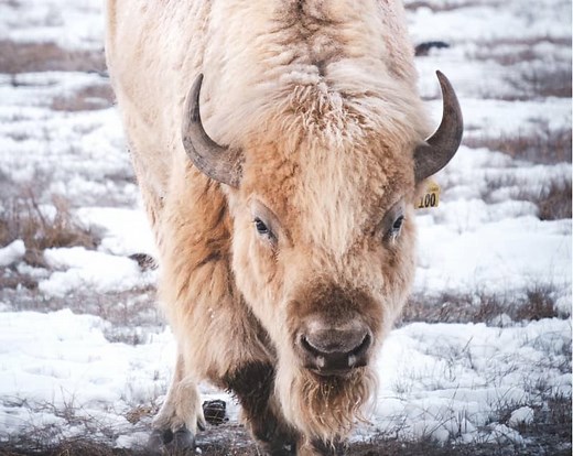 11 White Buffalo Meanings: Native American Symbolism