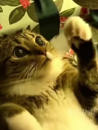 Playful Domestic Cats Engaging in Fun Activities