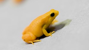 969K views · 4.2K reactions | This little fella at Sacramento Zoo is a golden mantella, a frog as rare as it is tiny. At only one inch in length, this guy has no more growing left to do. | Great Big Story | Facebook