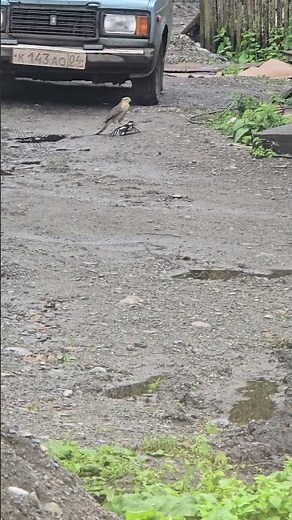 Hawk hunts woodpecker in unusual encounter in Uznezya, Altai Republic, Russia