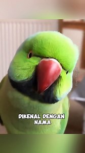 34K views · 623 reactions | Rose-ringed parakeet | Burung hijau cerah yang jago beradaptasi‼️ | Tag: #roseringedparakeet #parakeet #parkit #burungparkit #parakeetlove #wildlife #wildlifephotography #birdlife #faktamenarik #faktaunikhewan #reelsvideo | Porco Project | Facebook