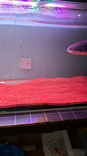 48K views · 327 reactions | Channa micropeltes, also known as the...