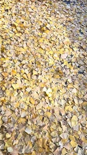 銀杏の道 #npo法人ららら #楽ちん堂 #散歩 #shorts