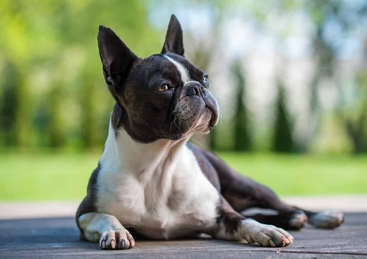 Boston Terrier Progression: Growth Chart, Milestones, and Training Tips