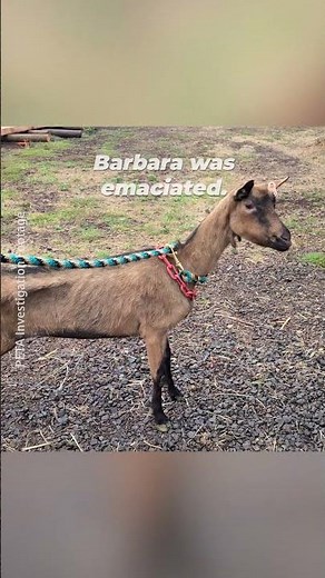 They're some of the goats who were abused, neglected, imprisoned in filth, crippled or lame, & more💔