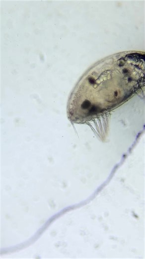 Cirripedia cyprid larva. Barnacles (Cirripedia) are surprisingly crustaceans, and have 2 larval stages in the plankton: the nauplius and the cyprid. This video shows the second of these, the cyprid, which looks somewhat like a little seed. In the video, you can see it flapping about its swimming legs, and also using its antennules (which also look a bit like legs!). These antennules will 'walk' on the substrate to find a suitable place to settle, and then they will use them to cement themselves 