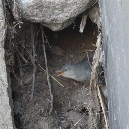 Dipper just before Fledging