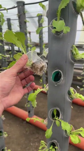 Use This Method to Grow Lettuce! Vertical Hydroponics From PVC Pipes
