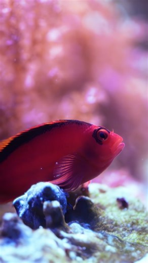 👀🐟 Where did he go? Meet our Neocirrhites armatus — the Flame Hawkfish with a personality as bold as its color! 🔥 I 🎥😄 This species is known for its incredible agility, quick movements, and that unmistakable observer posture — perched, alert, and always watching everything around its reef. He doesn’t just swim… he patrols his territory. A true character of the saltwater world, full of attitude and charm. 🌊🪸 Come see him up close in our store and fall in love with this little reef guardian