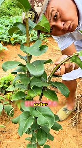 The Secret to Stronger, Fruitful Trees! 🍎 #gardening #gardenhacks #fruit #growyourown #plants | Morgan Venn